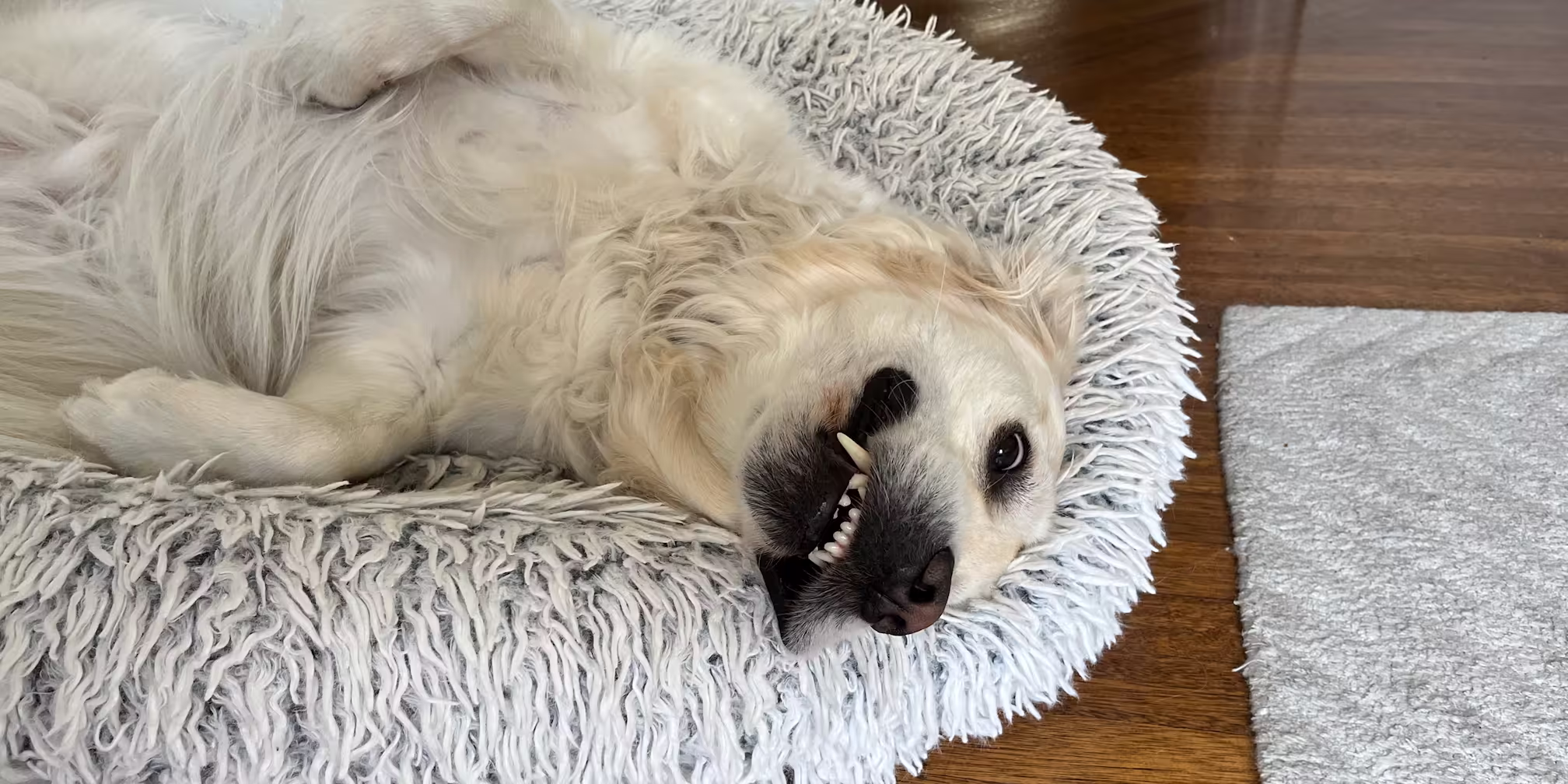 A photo of my dog, Murphy.